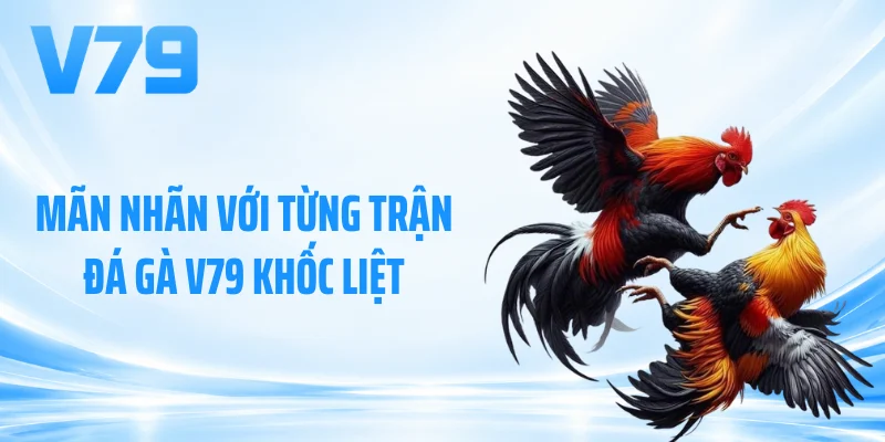 Mãn nhãn với từng trận đá gà V79 khốc liệt